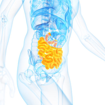 medical 3d illustration of the small intestine