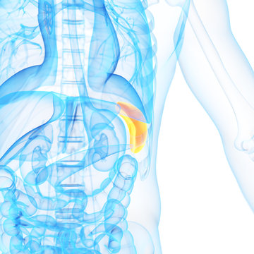 medical 3d illustration of the spleen