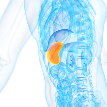 medical 3d illustration of the spleen