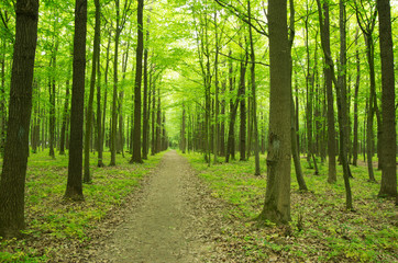  forest green