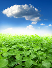 Fotomurales - green clover field