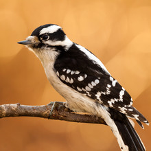 Downy Woodpecker Perched On A Branch