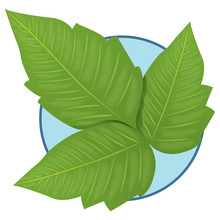 Nature Plant Poison Ivy