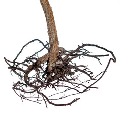 Trunk with dry roots, shallow DOF