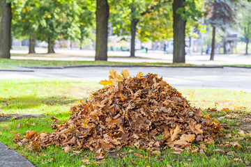 Heap of dry oak leaves