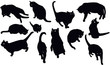 Black cats silhouette
