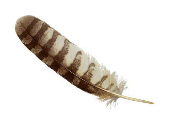 spotted eagle owl feather isolated on white