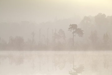 Wall Mural - coniferous forest by lake in dense fog