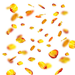 Poster - Falling rose petals on white background