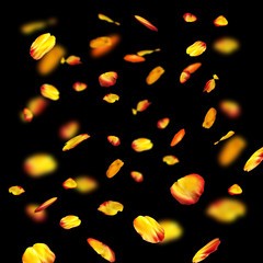 Poster - Falling rose petals on black background