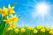Daffodils against blue sky
