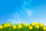 Fototapeta Na sufit - Daffodils against blue sky