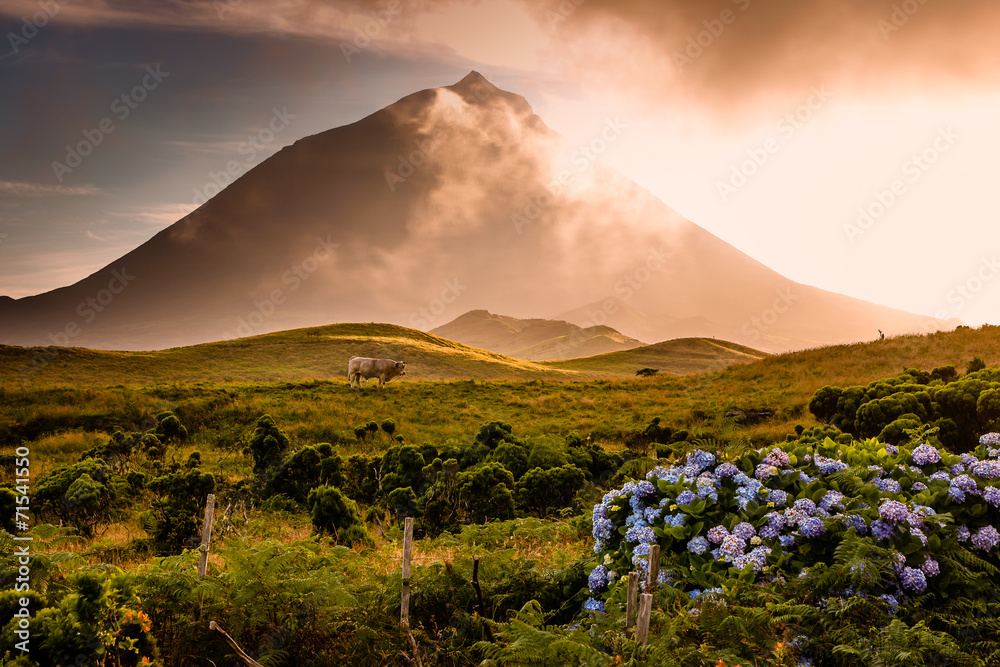 Huge bull in front of volcano Pico-Azores - obrazy, fototapety, plakaty 
