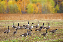 Canada Geese In A Field