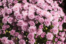Purple Chrysanthemums Closeup As Background To Sunlight