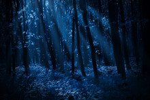Forest On Moonlit Night