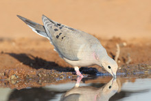 Mourning Dove Drinking At A Pond