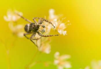 Wall Mural - Jumping spider