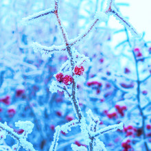 Branches Of Trees And Red Berries Covered With Snow In Frost At