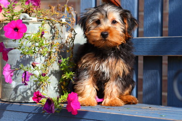 Wall Mural - Yorkshire Terrier puppy sitting on bench with flowers