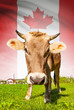 Cow with flag on background series - Canada