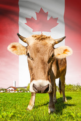 Cow with flag on background series - Canada