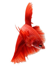 Wall Mural - siamese fighting fish, betta isolated on white background.