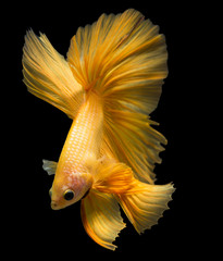 Canvas Print - siamese fighting fish isolated on black background.