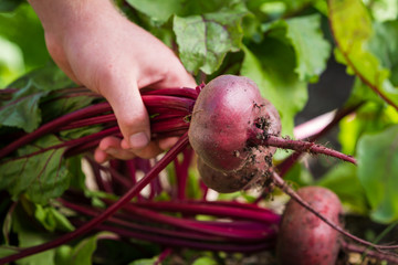 Wall Mural - organic beets