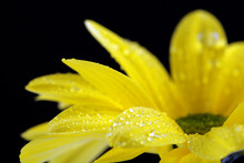 Water Drops On Yellow Flower On Dark Background