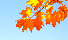 Autumn Maple Leaves And  Blue Sky Background