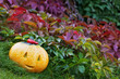 halloween funny pumpkin with a smile in autumn leaves