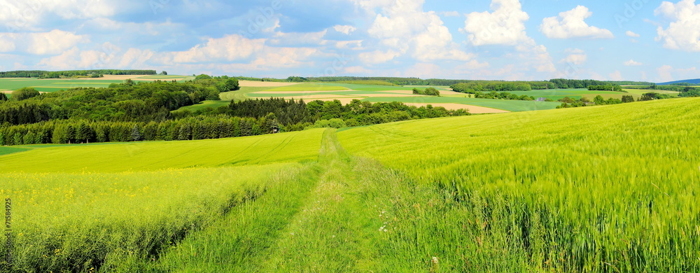 Plissee mit Motiv - grüne Frühlingslandschaft Panorama