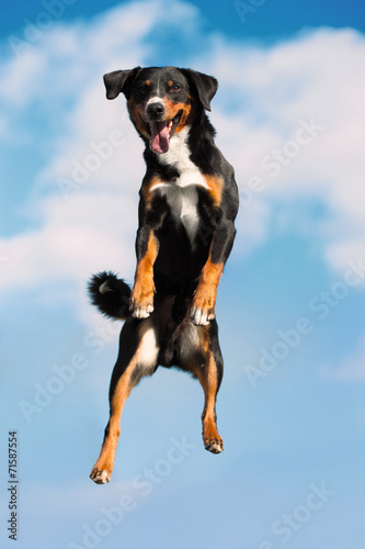 Fototapeta na wymiar Tricolor dog jimps high in the sky