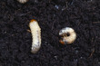 Grubs in the soil