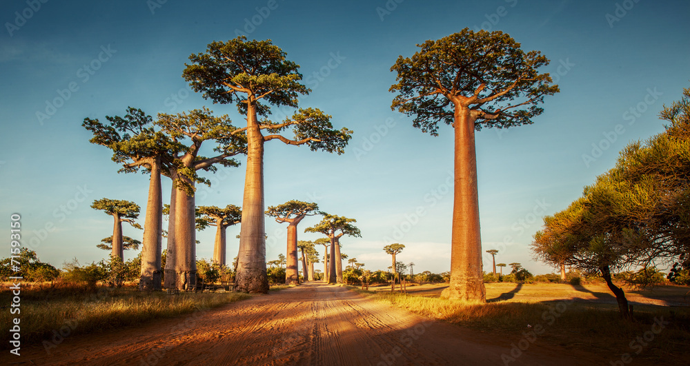 Baobabs - obrazy, fototapety, plakaty 
