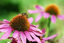 Bee On The Echinacea Flower