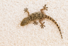 Gecko On A Wall In Spain