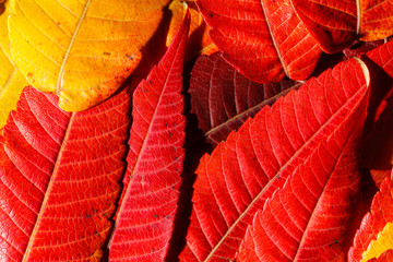 Wall Mural - autumn leaves