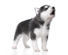 Cute Little Husky Puppy Isolated On White Background