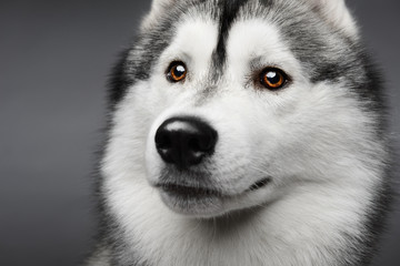 Portrait of siberian husky on gray background