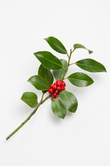 Wall Mural - holly leaves and berries