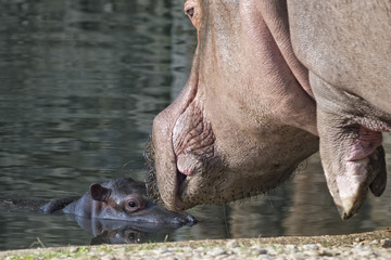 Sticker - baby and big mother hyppopotamus portrait