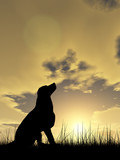 Fototapeta Tęcza - Dog silhouette in grass at sunset