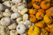 Little Pumpkins In Basket 2 Free Stock Photo - Public Domain Pictures