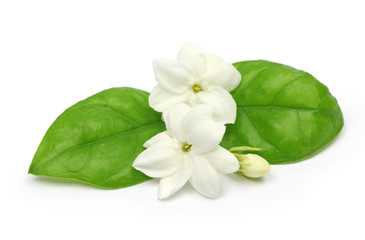 Wall Mural - arabian jasmine,  jasmine tea flower