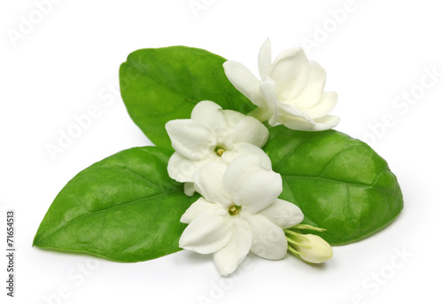 arabian jasmine, jasmine tea flower Poster Mural XXL