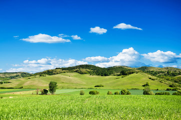 Wall Mural - Green field and blue sky.