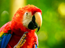 Portrait Of Colorful Scarlet Macaw Parrot