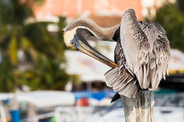 Canvas Print - Brown Pelican on mexican Mujeres island